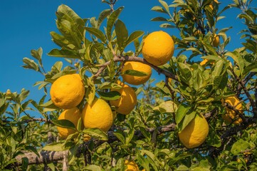 Wall Mural - Ripe yellow lemons hanging on a tree branch against a clear sky. Cultivation of exotic citrus fruits. Fresh lemons ready for harvest.
