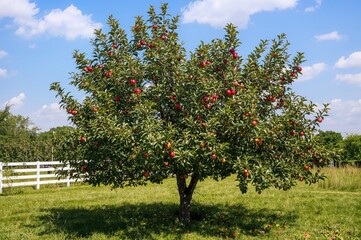 Wall Mural - Ripe crimson apples waiting for harvesting