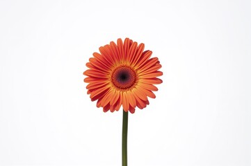 Wall Mural - Yellow and red blossom against a white backdrop