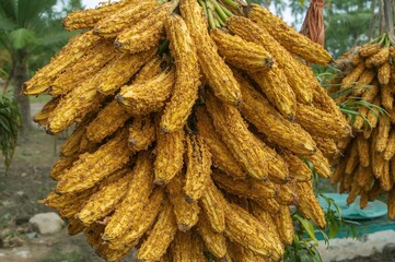 Wall Mural - Crispy banana snacks crafted from sun-dried ripe bananas coated in flour and fried to perfection.