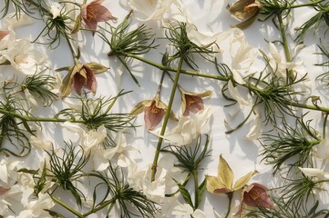 Wall Mural - Pressed and dried lisianthus flower foliage isolated on white background.