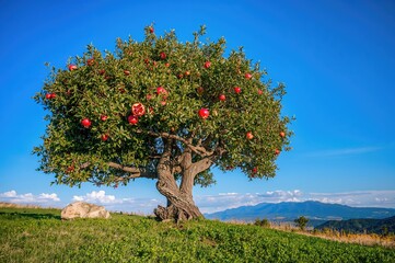 Wall Mural - Fruit-Laden Pomegranate Tree in a Mediterranean Setting