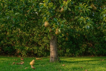 Wall Mural - Fresh garden pear basking in natural sunlight