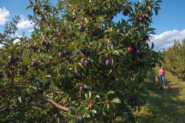 Wall Mural - Fruit-laden plum tree in the orchard ready for harvest