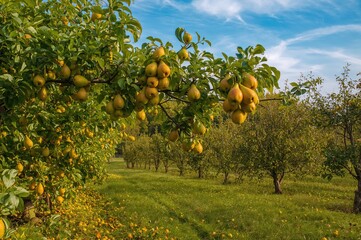 Wall Mural - Fruit clusters dangling from a tree limb