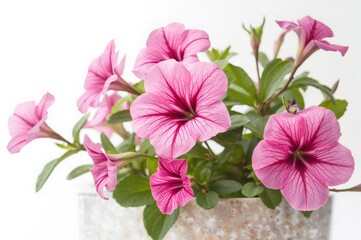 Wall Mural - Pink petunias isolated on a clean white backdrop, showcasing flowers in spring and summer with natural leaves and soft light