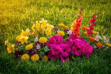Wall Mural - Vibrant blooms of petunias, daffodils, pansies, snapdragons, and marigolds on lush green grass