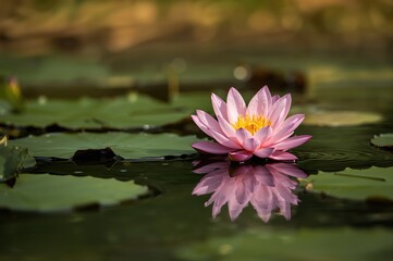 Wall Mural - Lotus blossom with pink petals floating on water