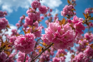 Wall Mural - Vibrant pink cherry flowers blossoming against a clear blue sky