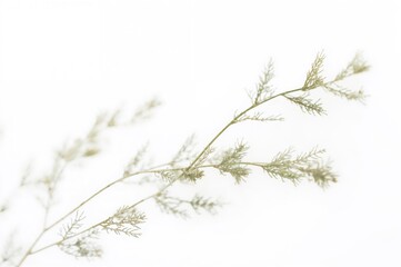 Wall Mural - Minimalist leaf design isolated on a white backdrop for wallpaper, with selective focus