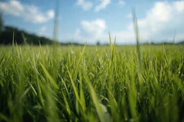Wall Mural - Vibrant green grassy surface in a wild field