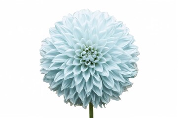 Wall Mural - Light blue bloom isolated on white with clipping path. Detailed close-up of large fluffy flower for design. Dahlia.