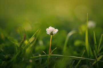 Wall Mural - Close-up of a white trefoil blossom amidst a lush green meadow