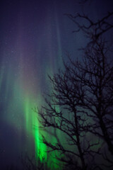 Wall Mural - Aurora borealis, polar lights with Milky Way stars.