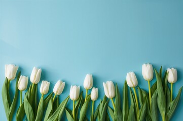 Wall Mural - Flat lay of white tulips against a blue backdrop