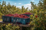 Abundant crop yield with freshly picked sweet cherries packed in plastic containers on a garden platform
