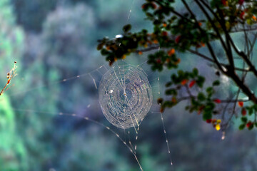  spider net woven on a tree