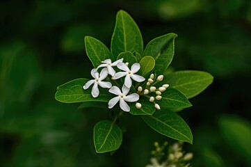 Wall Mural - Fragile white jasmine blossoms accompanied by rich green foliage