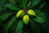 Garcinia schomburgkiana Pierre: A Tangy Fruit with Skin-Enhancing AHA and BHA for Cosmetics