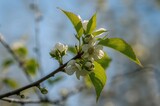 Sweet cherry branch with early blossoms before spring bloom