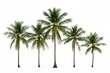 © Rizvan - Collection of small coconut and palm tree illustrations on a plain backdrop, perfect for architectural projects and decorative purposes, compatible with natural-themed prints and online platforms.