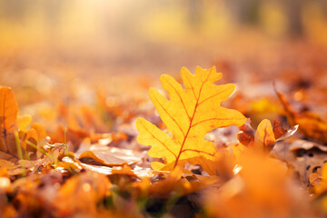 Wall Mural - bright oak leaf on the ground among fallen leaves, autumn landscape background
