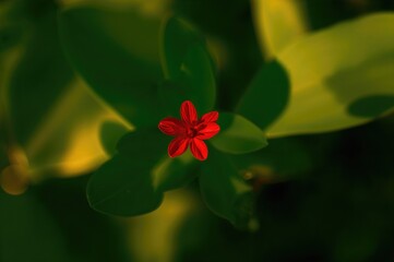 Wall Mural - tiny crimson blossom surrounded by big verdant foliage