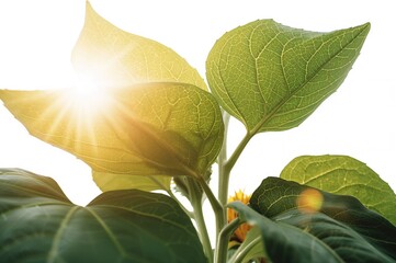 Wall Mural - isolated sunflower foliage on plain backdrop with full focus and clipping path