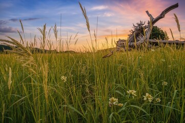 Wall Mural - Sunset over a meadow with tall grass and a grasshopper on fallen timber