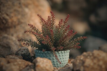 Wall Mural - Succulent and Cactus Arrangement in a Pot for Indoor Decor, Featuring a Compact, Vine-Style Desert Plant