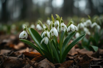 Wall Mural - close-up of scilla bifolia blooming in a natural woodland setting during spring.