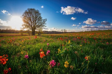 Wall Mural - Sunlight filtering through blooming spring blossoms