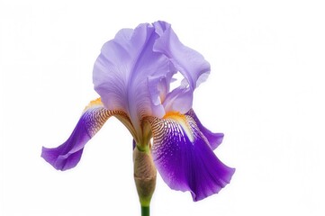 Wall Mural - iris blossom arrangement on a white backdrop