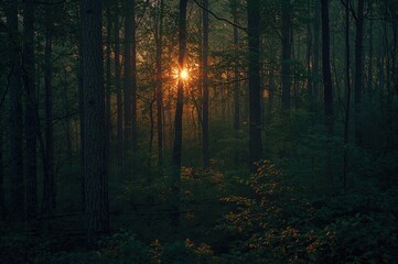 Wall Mural - Morning light streaming through woodland trees in a romantic atmosphere