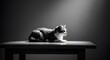 © Zoe Griffin - Cat on table under spotlight
