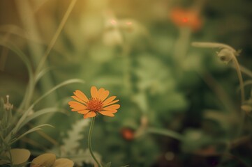 Wall Mural - tiny orange wildflower with a nature-inspired backdrop