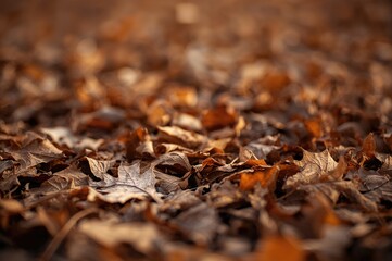 Wall Mural - Texture of dried teak leaves scattered on the ground during the dry season