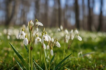 Wall Mural - early spring forest scene featuring leucojum vernum subsp. carpaticum blossoms up close with ample c