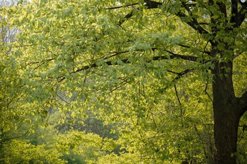 Wall Mural - Fresh Leaves Emerging on the Branches in Spring