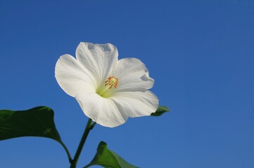 Wall Mural - tropical shrub bloom set against a clear blue sky