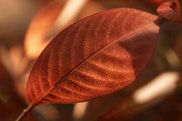 Wall Mural - Close-up view of Mahogany tree, a member of the Meliaceae family, one of three Swietenia species.