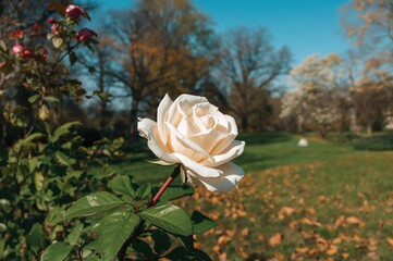 Wall Mural - cream-colored single rose flower displayed with green foliage in an outdoor setting