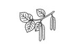 ©  MVectors - Birch branch with leaves and catkins isolated