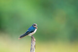 A beautiful Barn Swallow, with iridescent blue-black upperparts and a rusty throat and forehead, perches on a weathered branch against a softly blurred green background.
