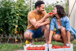 © Dorde - Smiling man and woman harvesting ripe red tomatoes in greenhouse enjoying fresh produce