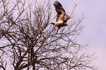 Wall Mural - A flap of wings and an eagle takes off from a tree branch against the blue sky
