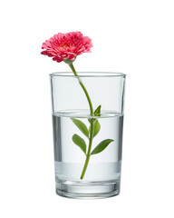 Wall Mural - Single pink flower in a glass of clear water