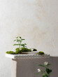 © Marc Tran/Stocksy - Modern Decorative Plant Arrangement with Moss and Flowers