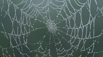 Intricate Spiderweb Glistening with Sparkling Dewdrops on a Misty Morning Nature Macro Footage Showcasing Delicate Beauty and Abstract Patterns