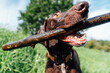 © Basil Pind/Stocksy - Brown Dog Holding Stick in Mouth Outdoors